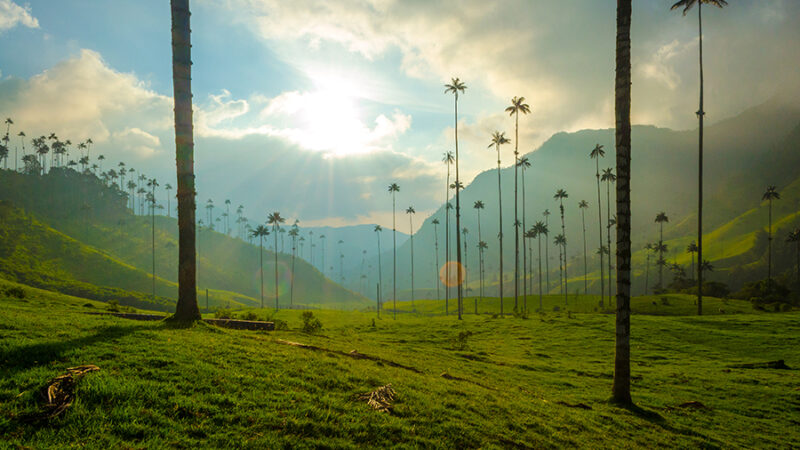 Valle de Cocora: Donde las Palmas de Cera Besan el Cielo