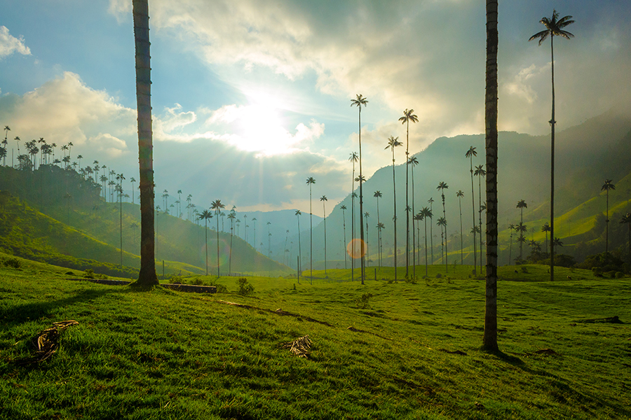 Valle del cocora