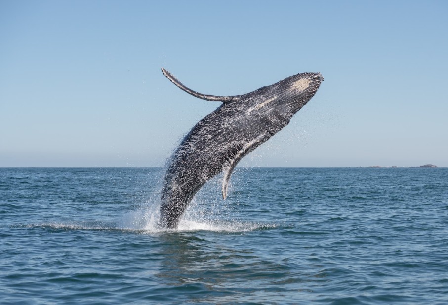 Ballenas en el Pacífico