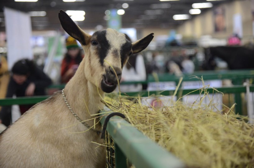 Agroexpo